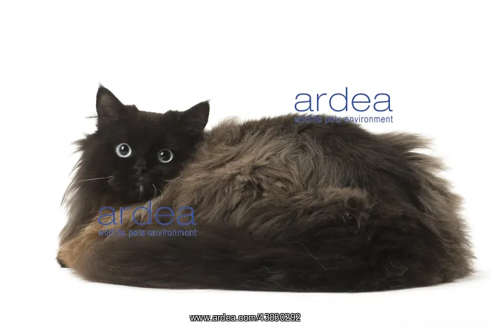  : British Longhair cat in the studio