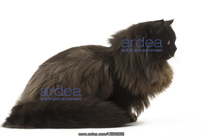  : British Longhair cat in the studio