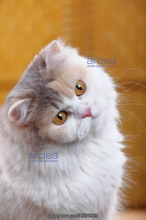: British longhair or highlander, blue-cream-white : British longhair or highlander, blue-cream-white