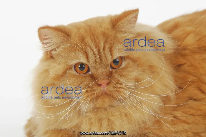 : British Longhair or Highlander, male, red, animal : British Longhair or Highlander, male, red, animal