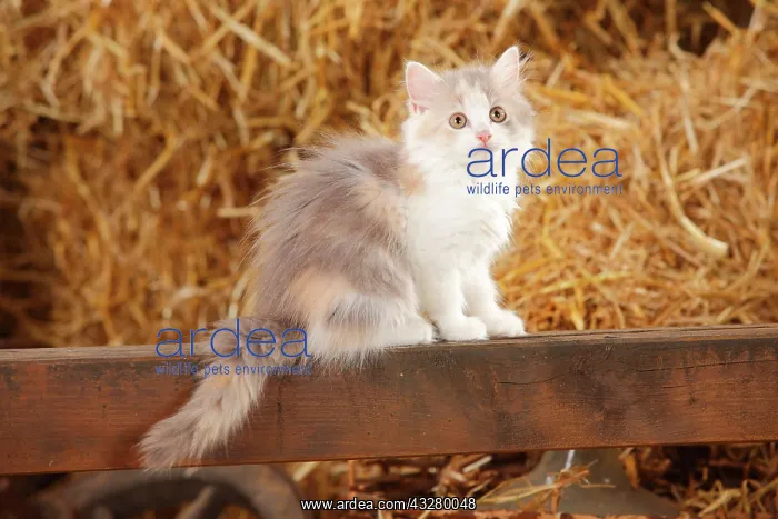 : British longhair, kitten, blue-tortie-white, 10 : British longhair, kitten, blue-tortie-white, 10