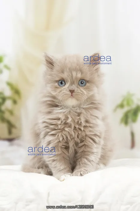 : British longhair kitten indoors : British longhair kitten indoors