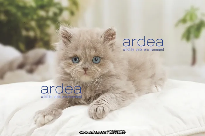 : British longhair kitten indoors : British longhair kitten indoors