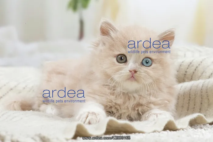 : British longhair kitten indoors : British longhair kitten indoors