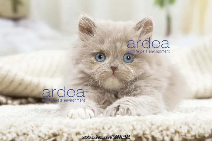: British longhair kitten indoors : British longhair kitten indoors