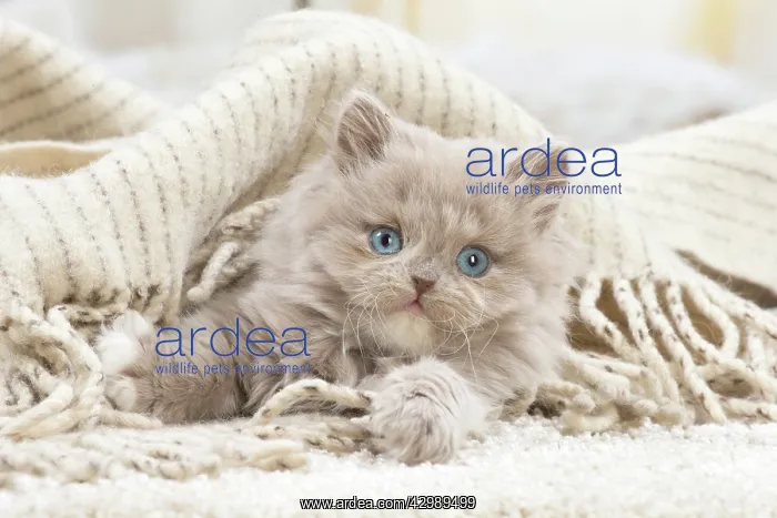 : British longhair kitten indoors : British longhair kitten indoors