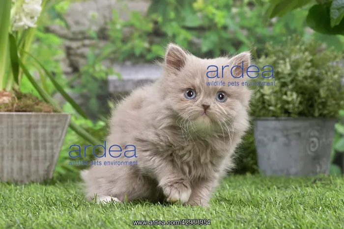  : British longhair kitten outdoors in the garden