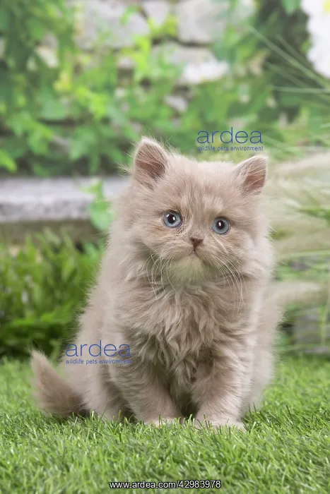 : British longhair kitten outdoors in the garden : British longhair kitten outdoors in the garden