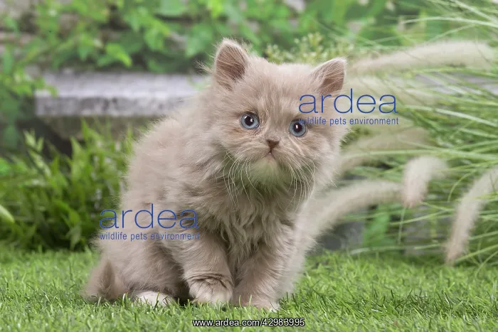 : British longhair kitten outdoors in the garden : British longhair kitten outdoors in the garden