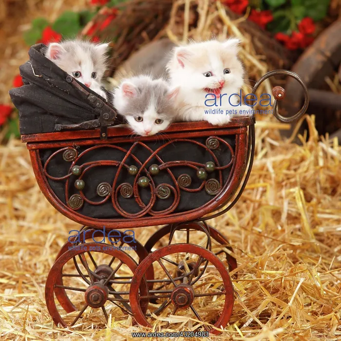 : British longhair, three kittens, 6 weeks, in doll : British longhair, three kittens, 6 weeks, in doll