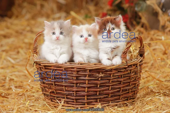 : British longhair, three kittens, 6 weeks, sitting : British longhair, three kittens, 6 weeks, sitting