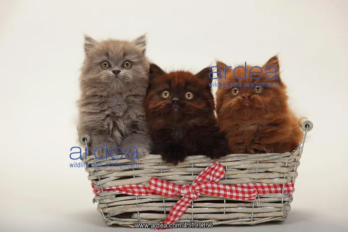 : British longhair, three kittens, 9 weeks, chocolate : British longhair, three kittens, 9 weeks, chocolate