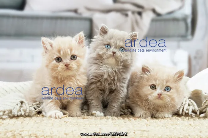 : British longhair kittens indoors : British longhair kittens indoors