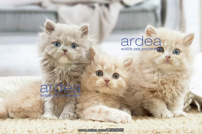 : British longhair kittens indoors : British longhair kittens indoors