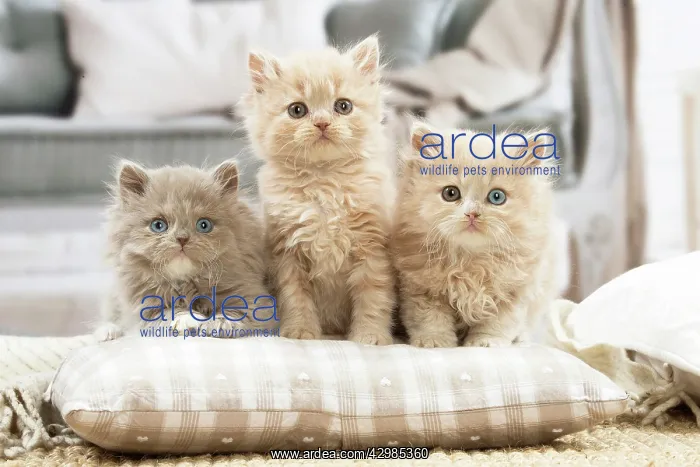: British longhair kittens indoors : British longhair kittens indoors