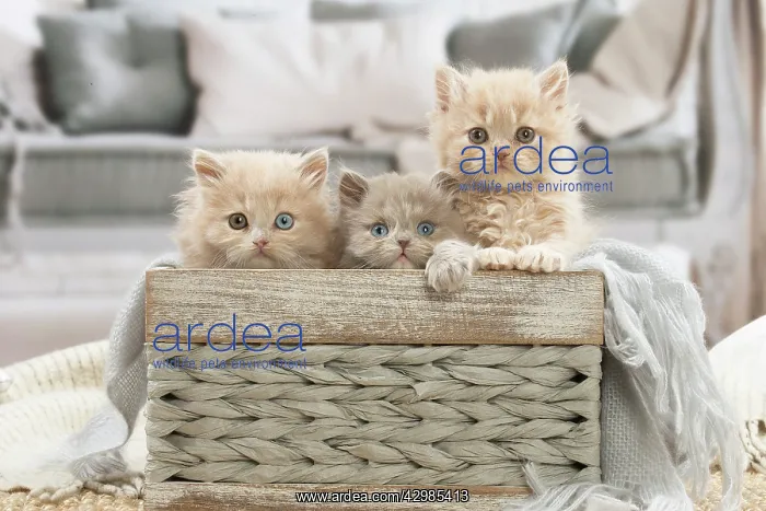 : British longhair kittens indoors : British longhair kittens indoors