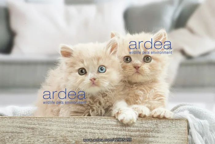 : British longhair kittens indoors : British longhair kittens indoors