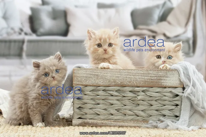 : British longhair kittens indoors : British longhair kittens indoors