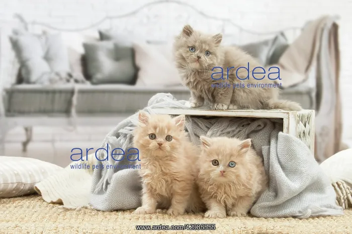  : British longhair kittens indoors