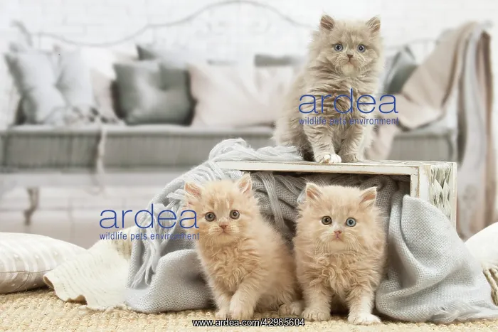 : British longhair kittens indoors : British longhair kittens indoors