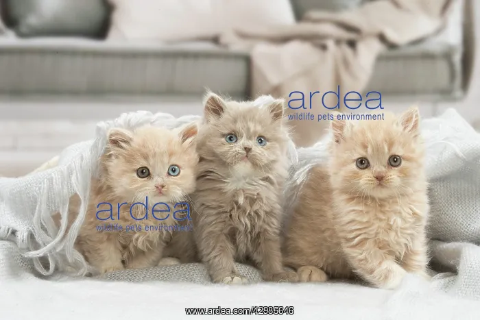 : British longhair kittens indoors : British longhair kittens indoors