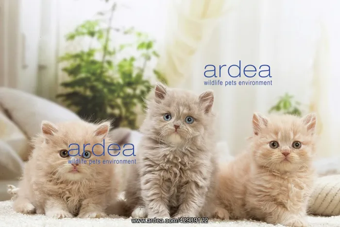 : British longhair kittens indoors : British longhair kittens indoors