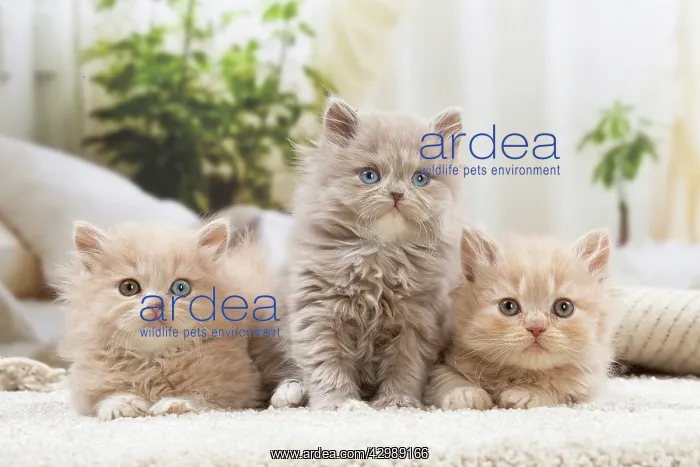 : British longhair kittens indoors : British longhair kittens indoors