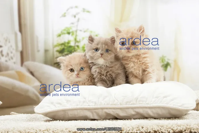 : British longhair kittens indoors : British longhair kittens indoors