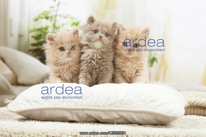 : British longhair kittens indoors : British longhair kittens indoors
