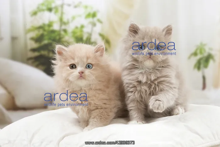: British longhair kittens indoors : British longhair kittens indoors