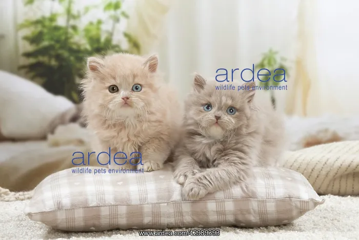 : British longhair kittens indoors : British longhair kittens indoors