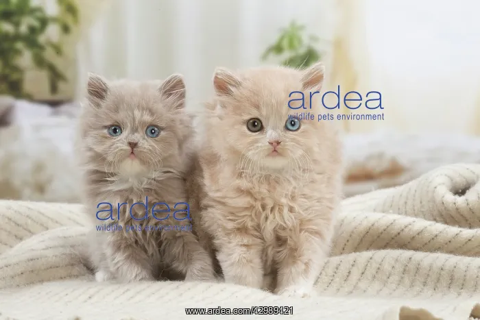 : British longhair kittens indoors : British longhair kittens indoors