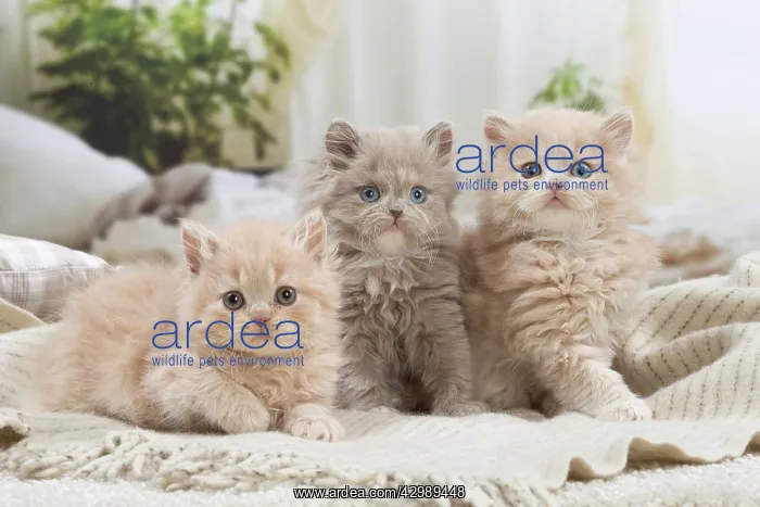 : British longhair kittens indoors : British longhair kittens indoors