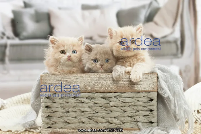 : British longhair kittens indoors : British longhair kittens indoors