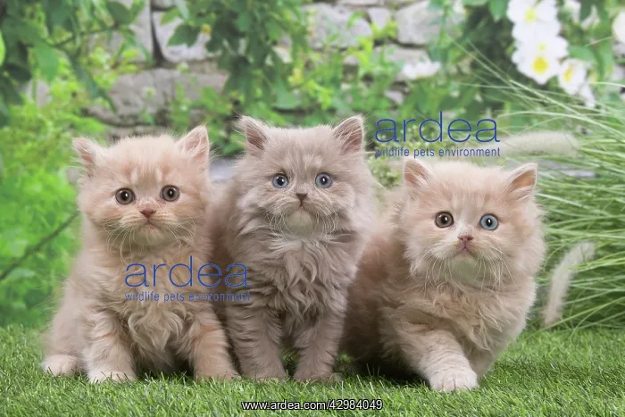 : British longhair kittens outdoors in the garden : British longhair kittens outdoors in the garden