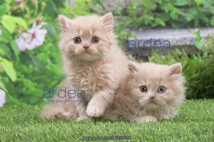 : British longhair kittens outdoors in the garden : British longhair kittens outdoors in the garden