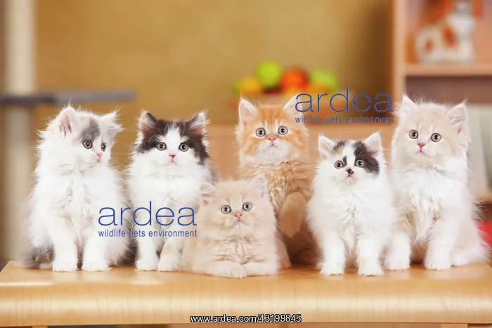 : British longhair, several kittens sitting next to : British longhair, several kittens sitting next to