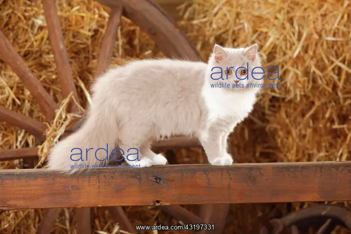: British longhair, lilac-white, 5 months, stands : British longhair, lilac-white, 5 months, stands