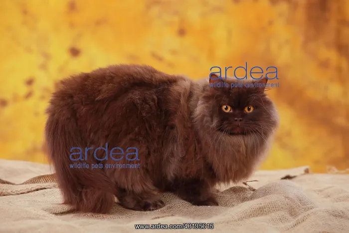 : British Longhair, tomcat, chocolate : British Longhair, tomcat, chocolate