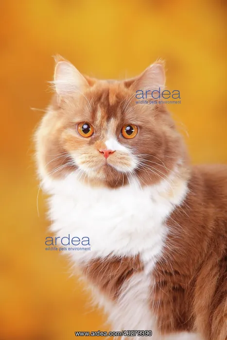 : British Longhair, tomcat, cinnamon-tortie-white : British Longhair, tomcat, cinnamon-tortie-white
