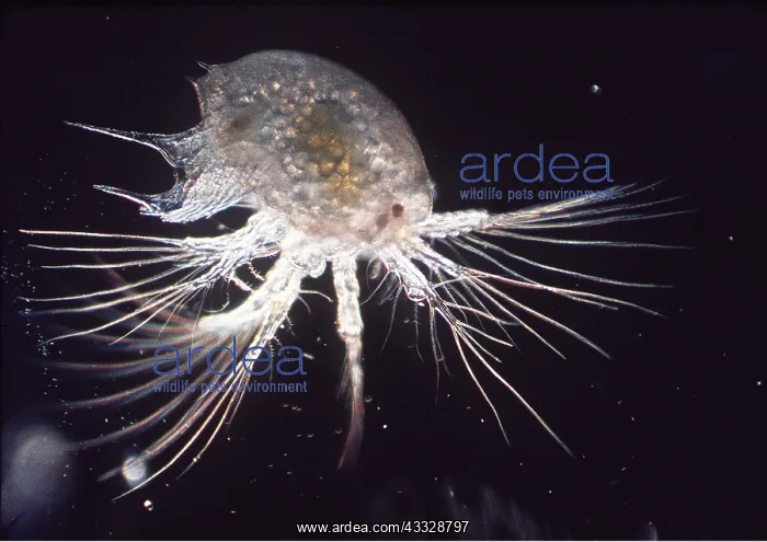 : BRITISH MARINE PLANKTON : BRITISH MARINE PLANKTON
