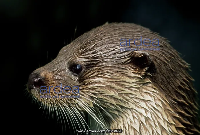 : British Otter : British Otter