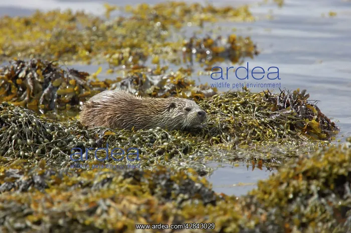 : British Otter - on kelp covered shore : British Otter - on kelp covered shore