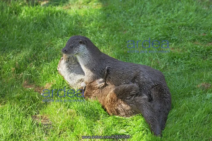  : British Otter - Playfighting on Riverbank