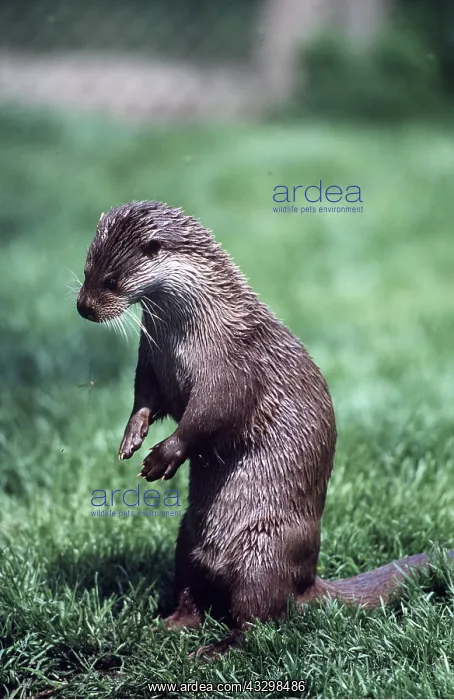 : BRITISH OTTER - playing with Cranefly : BRITISH OTTER - playing with Cranefly