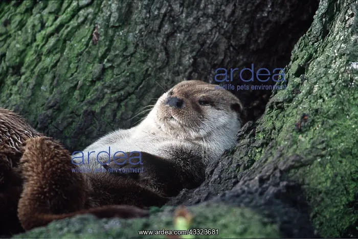 : BRITISH OTTER - resting at base of tree : BRITISH OTTER - resting at base of tree