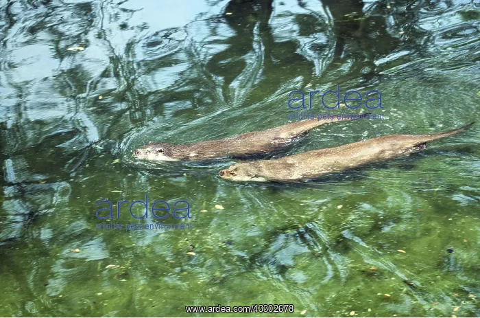 : BRITISH OTTER - x two, swimming : BRITISH OTTER - x two, swimming