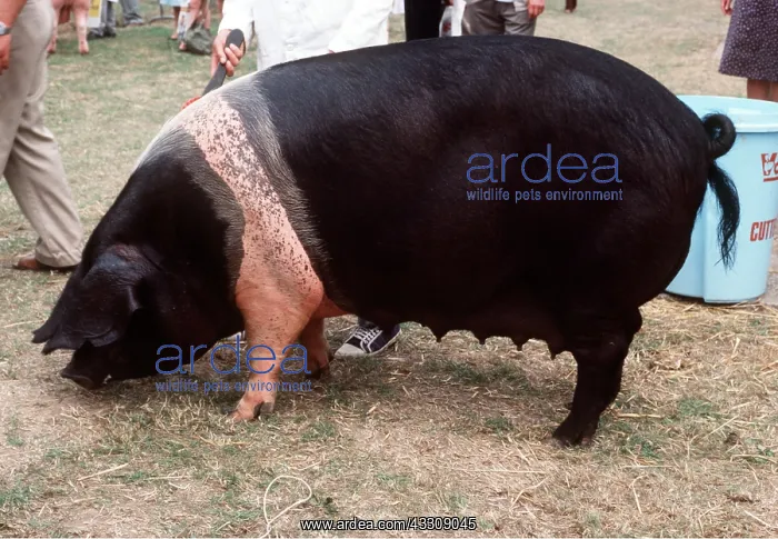 : British Saddleback PIG - Sow, at show : British Saddleback PIG - Sow, at show