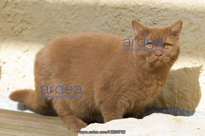  : British short hair cat (Felis catus), cinnamon