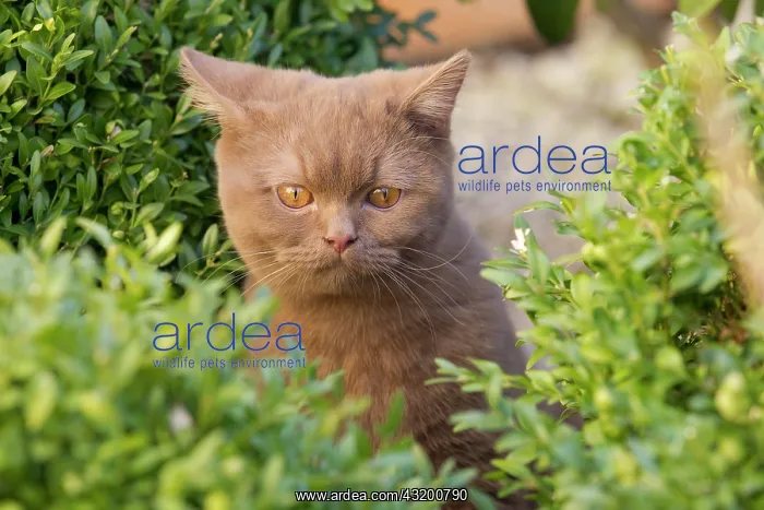 : British short hair cat (Felis catus), cinnamon : British short hair cat (Felis catus), cinnamon